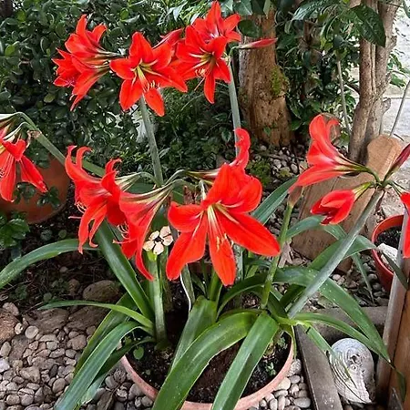 Pansion Stones בית אירוח *